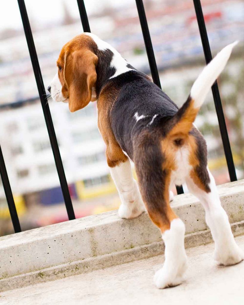 can puppies fall off balconies