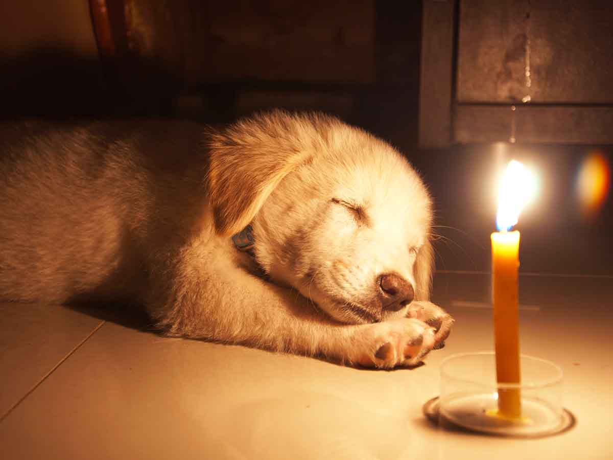 can you leave a puppy alone overnight