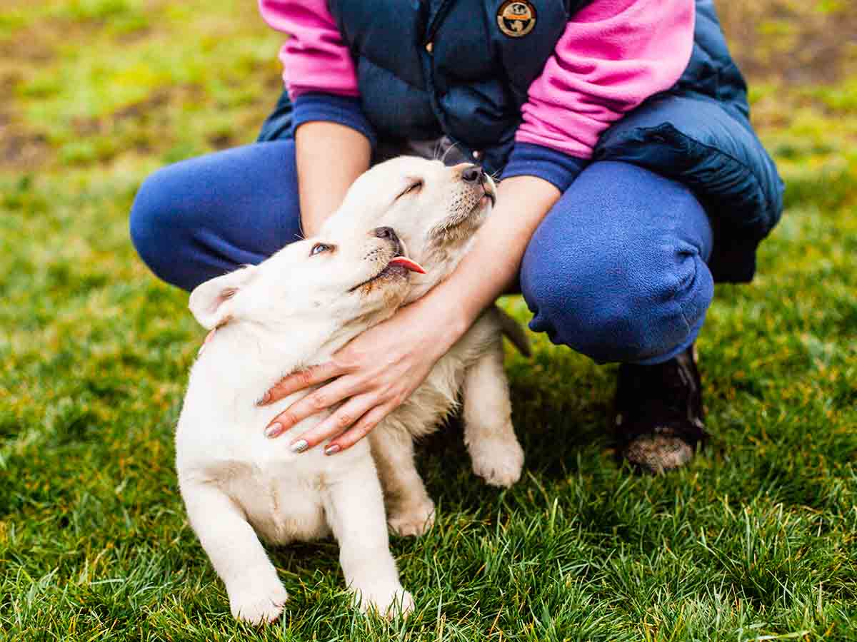 do puppies see owners as parents mom