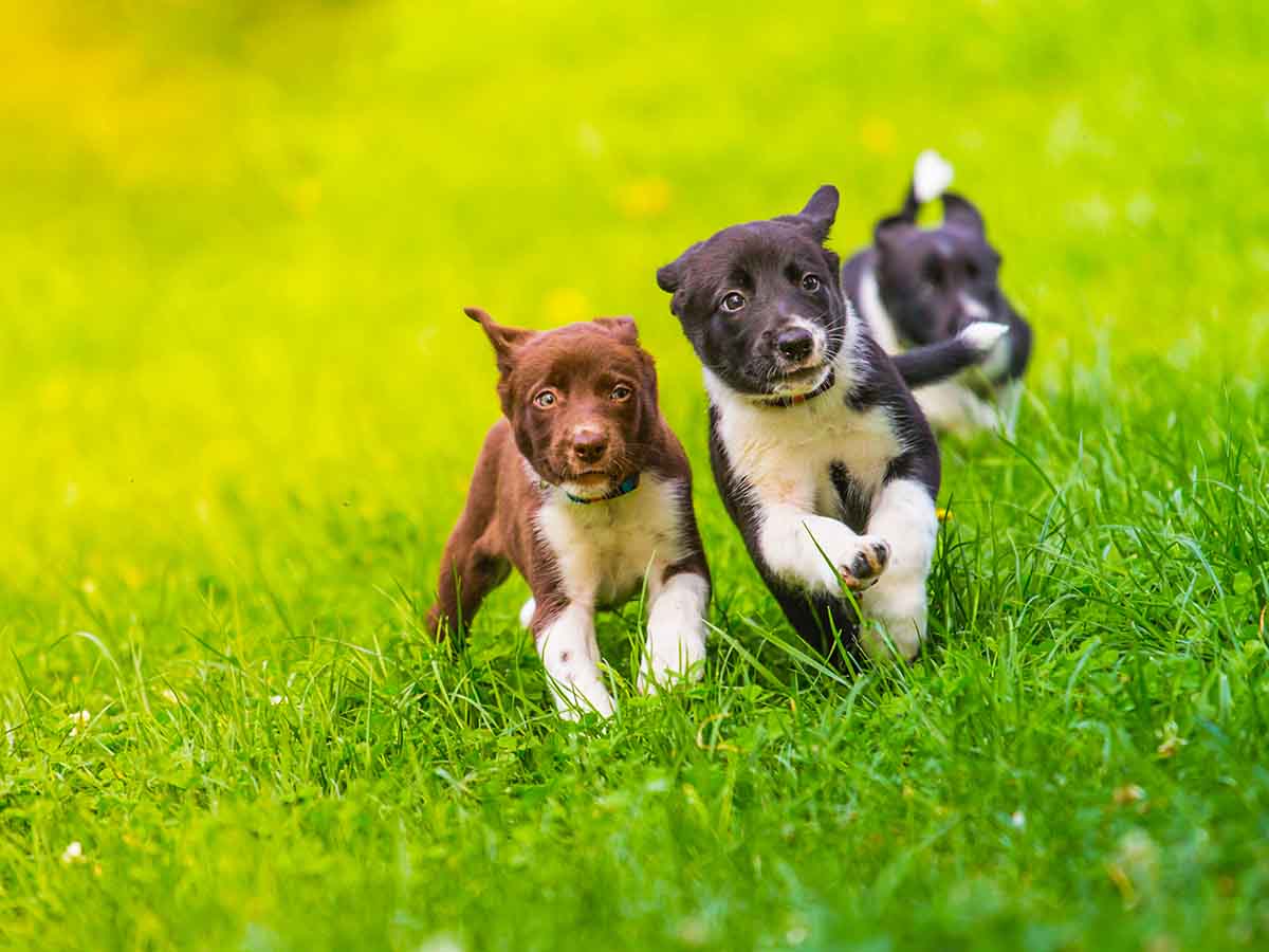 is a puppy pen a good idea
