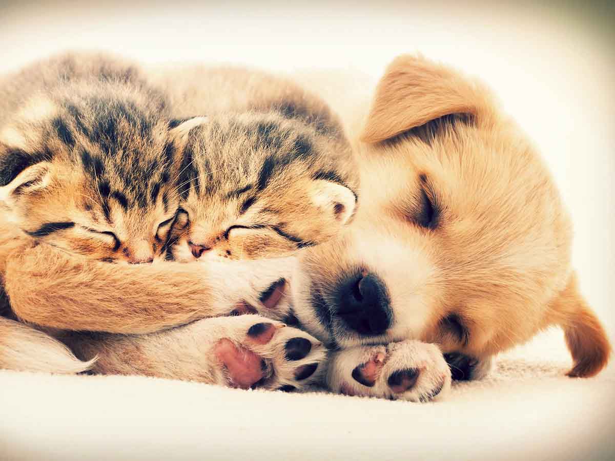 puppy or kitten first