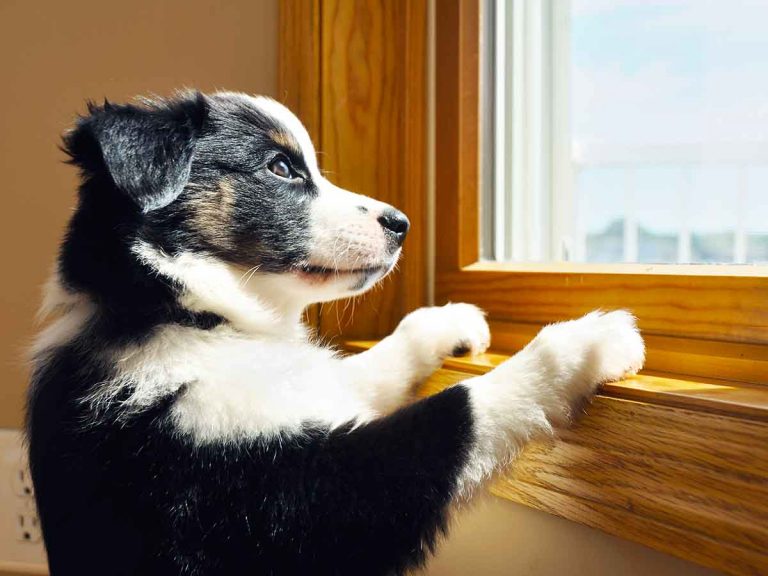 What a Puppy Can (& Cannot) See: 12 Facts and Answers
