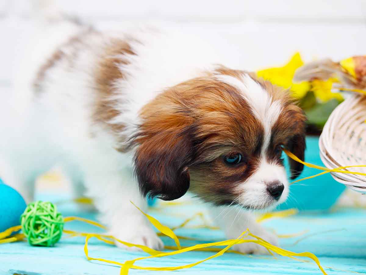 puppy sense of smell