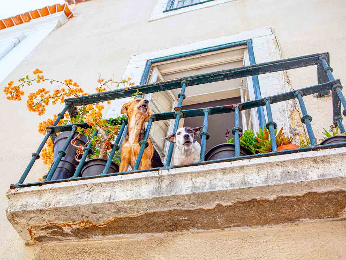 will a puppy jump off a balcony