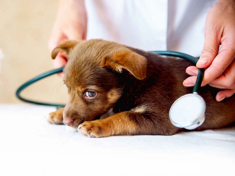 can puppies get sick from humans