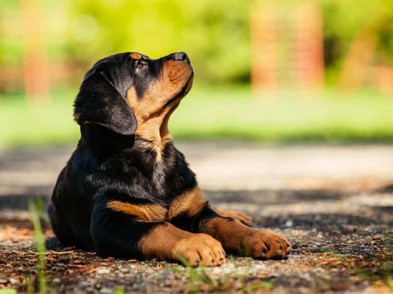 can puppies stay outside