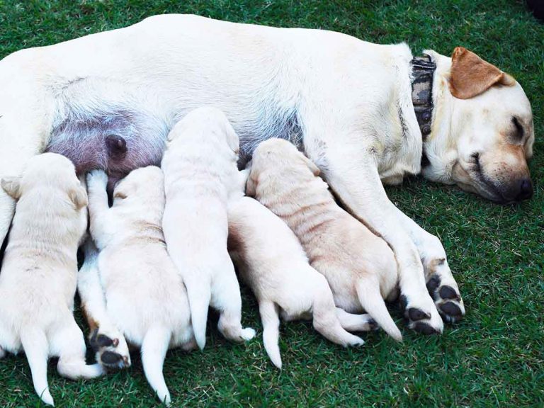 can you leave newborn puppies alone with their mother