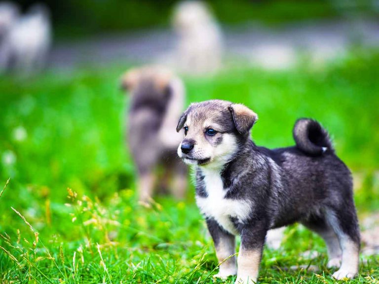 do puppies forget mom siblings owner