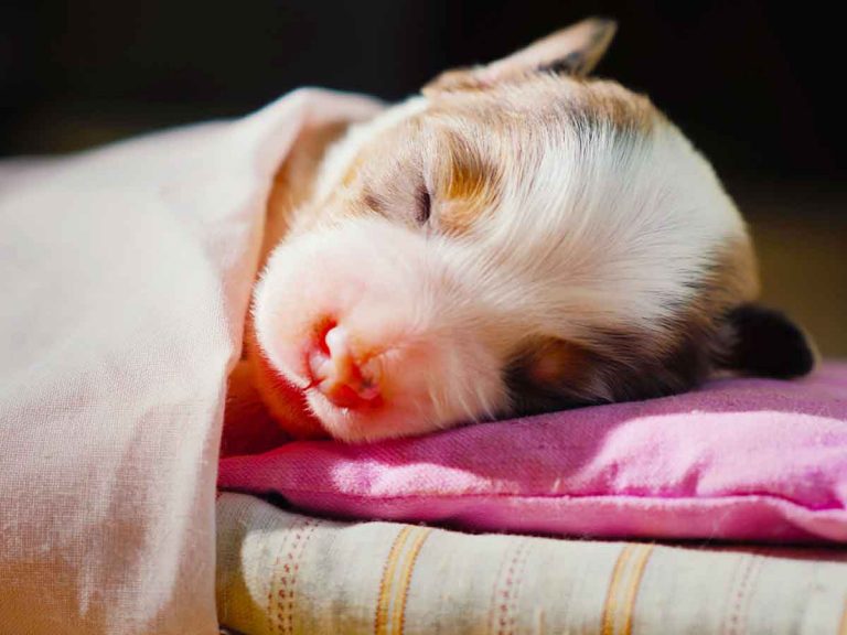 do you have to stay up all night with newborn puppies