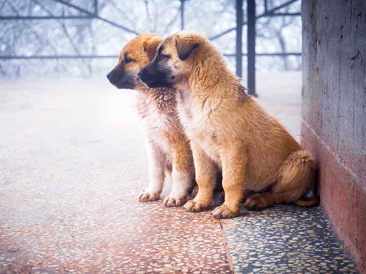 homesick puppy