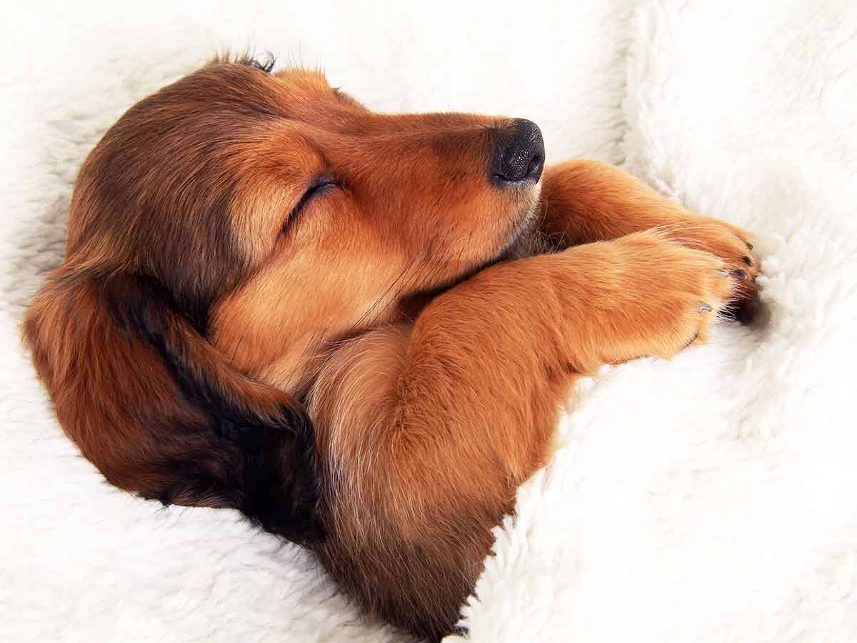 puppy dream nightmare