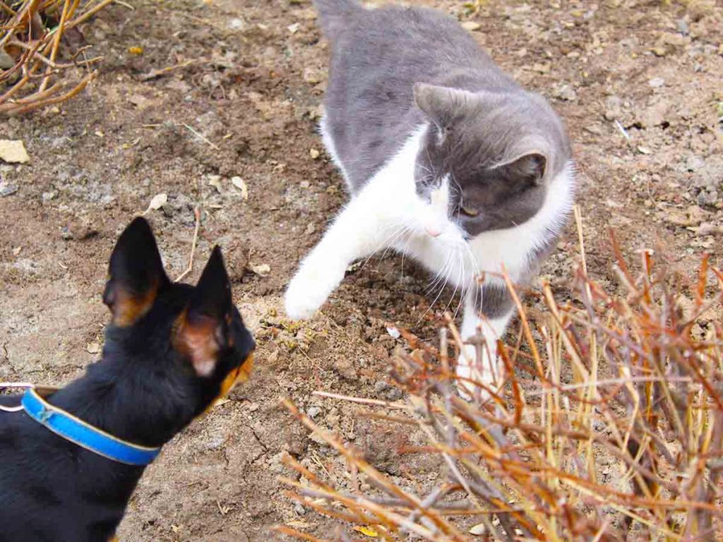 Will Cats Hurt (Newborn) Puppies? 7 Tips on Protecting Them Loyal