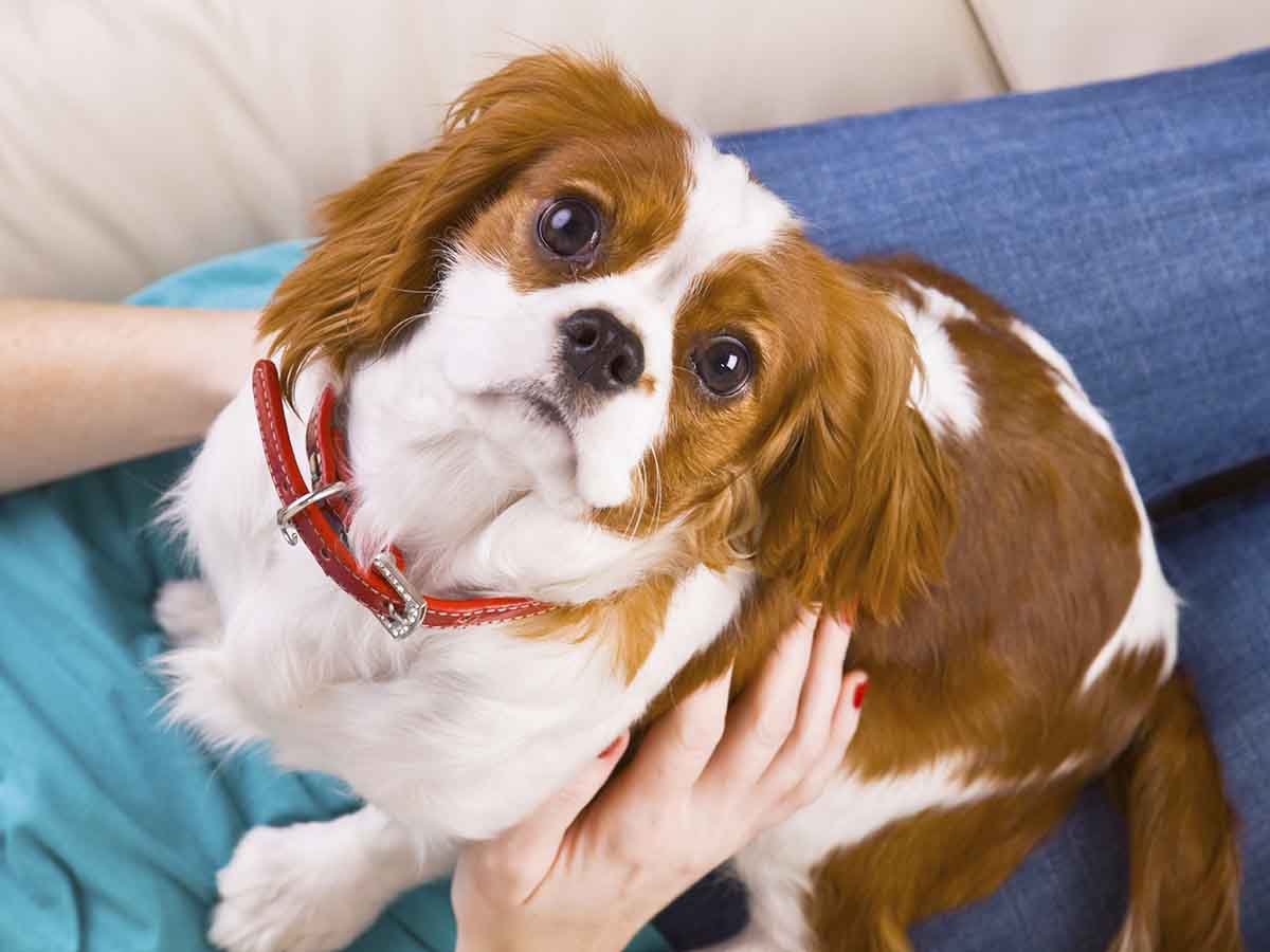 how to say sorry to puppy