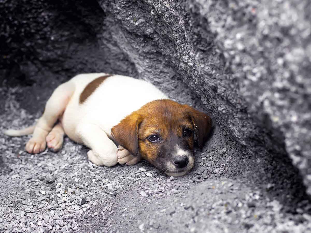 rehome puppy