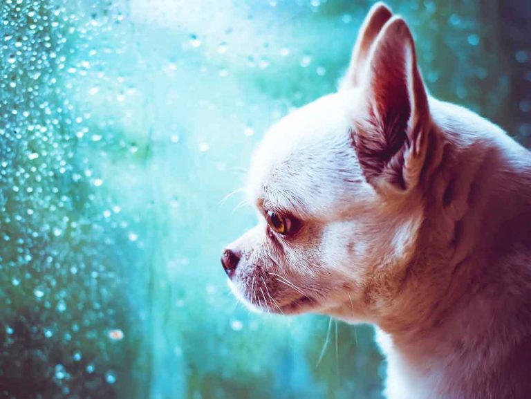 sad puppy