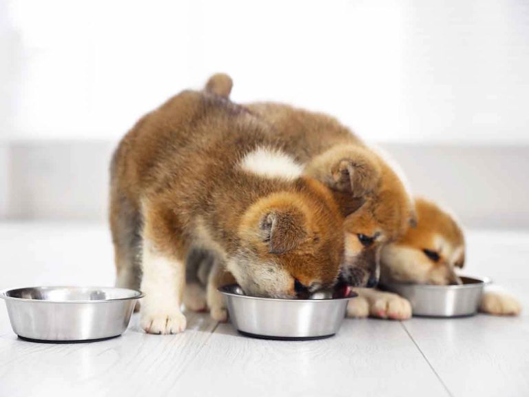 what can puppies eat