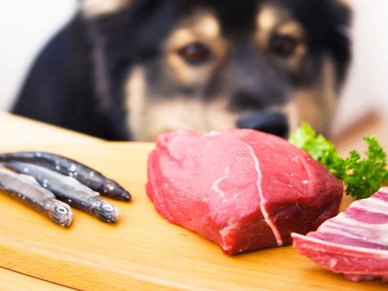 can puppies eat raw meat