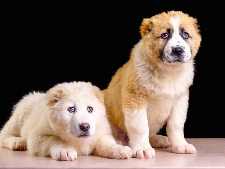 can puppies get days and nights mixed up