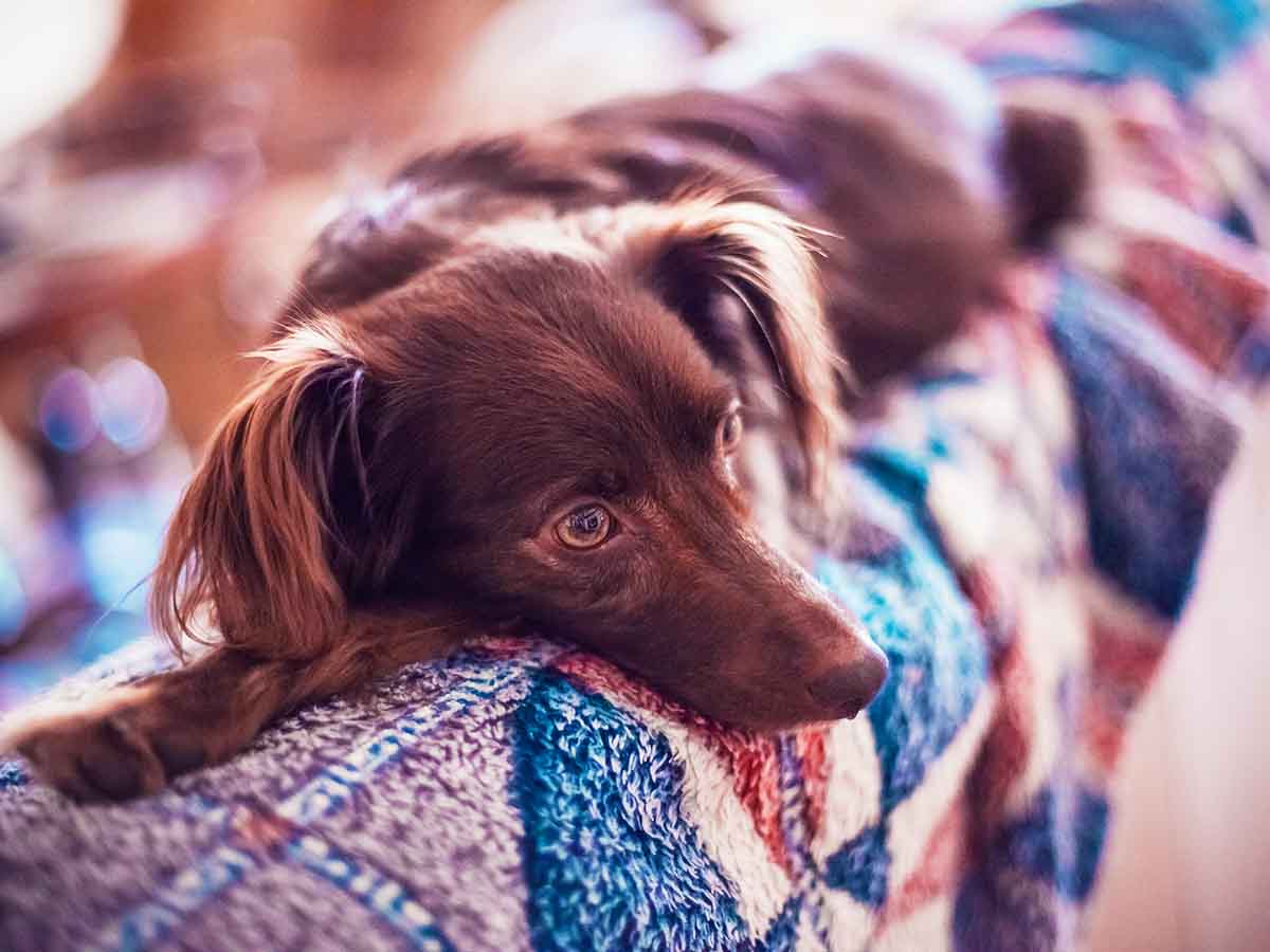 can puppies get jealous