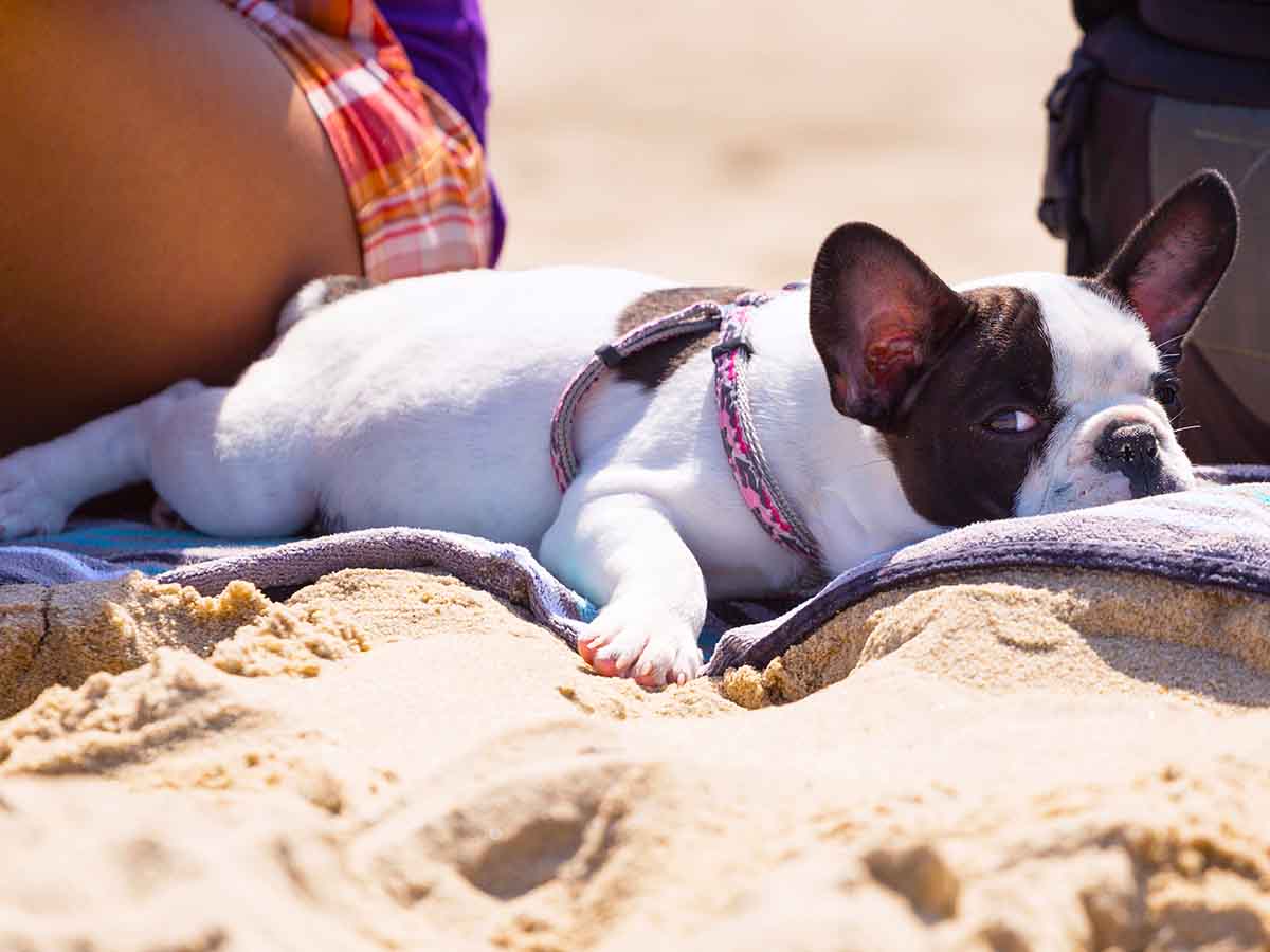 puppy quiet off bad days