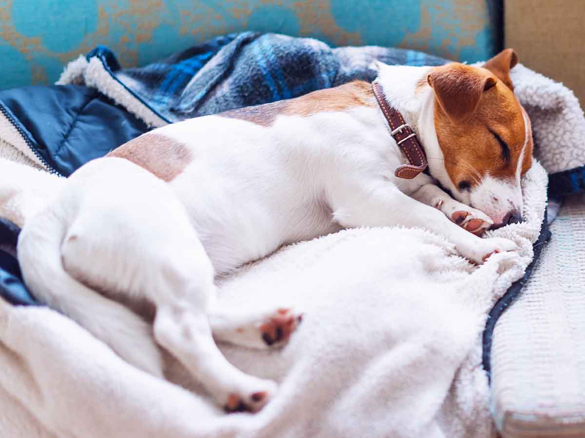 puppy sleep habits