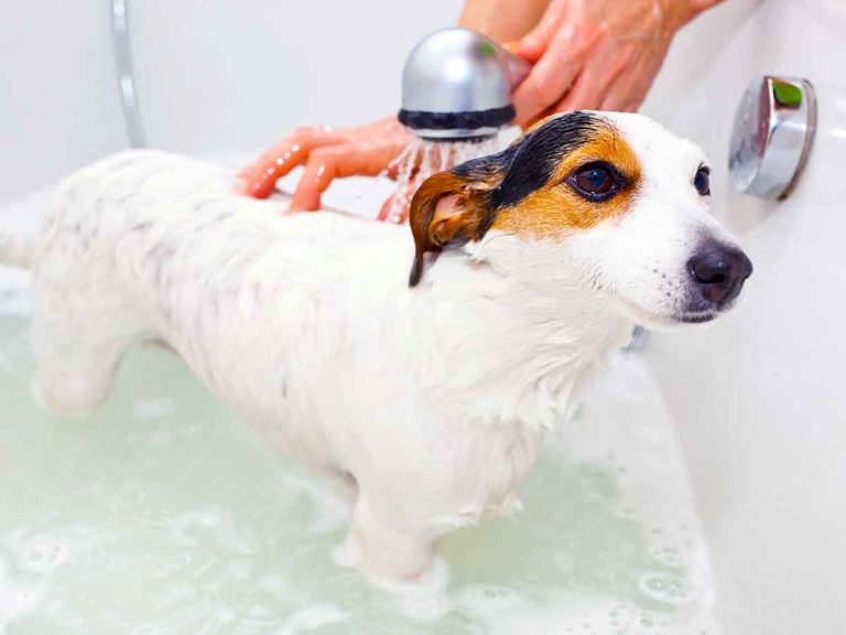 bathing puppies