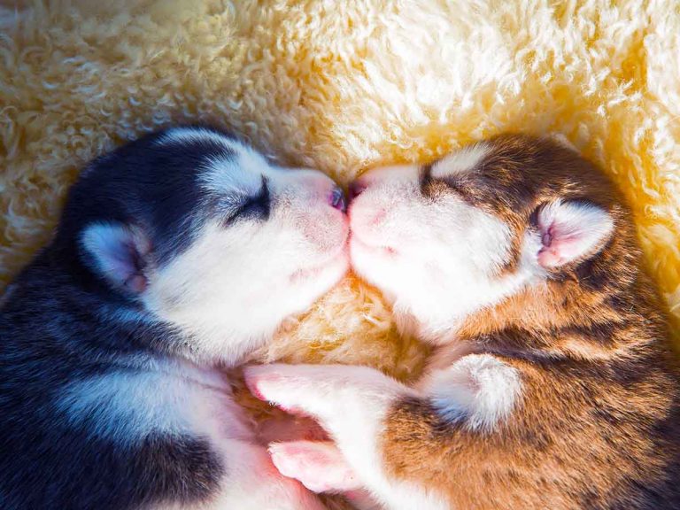 how to bond with your new puppy