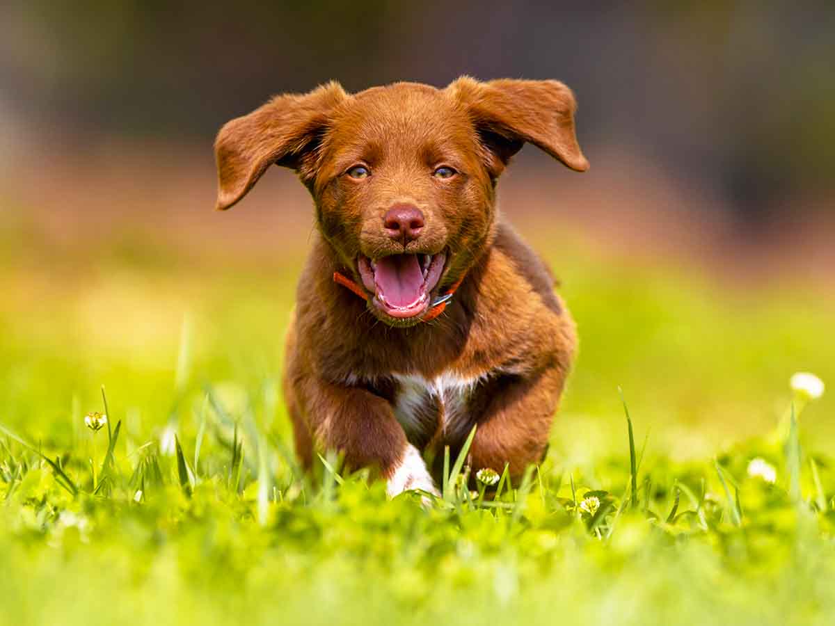 how to play with puppy inside and outside