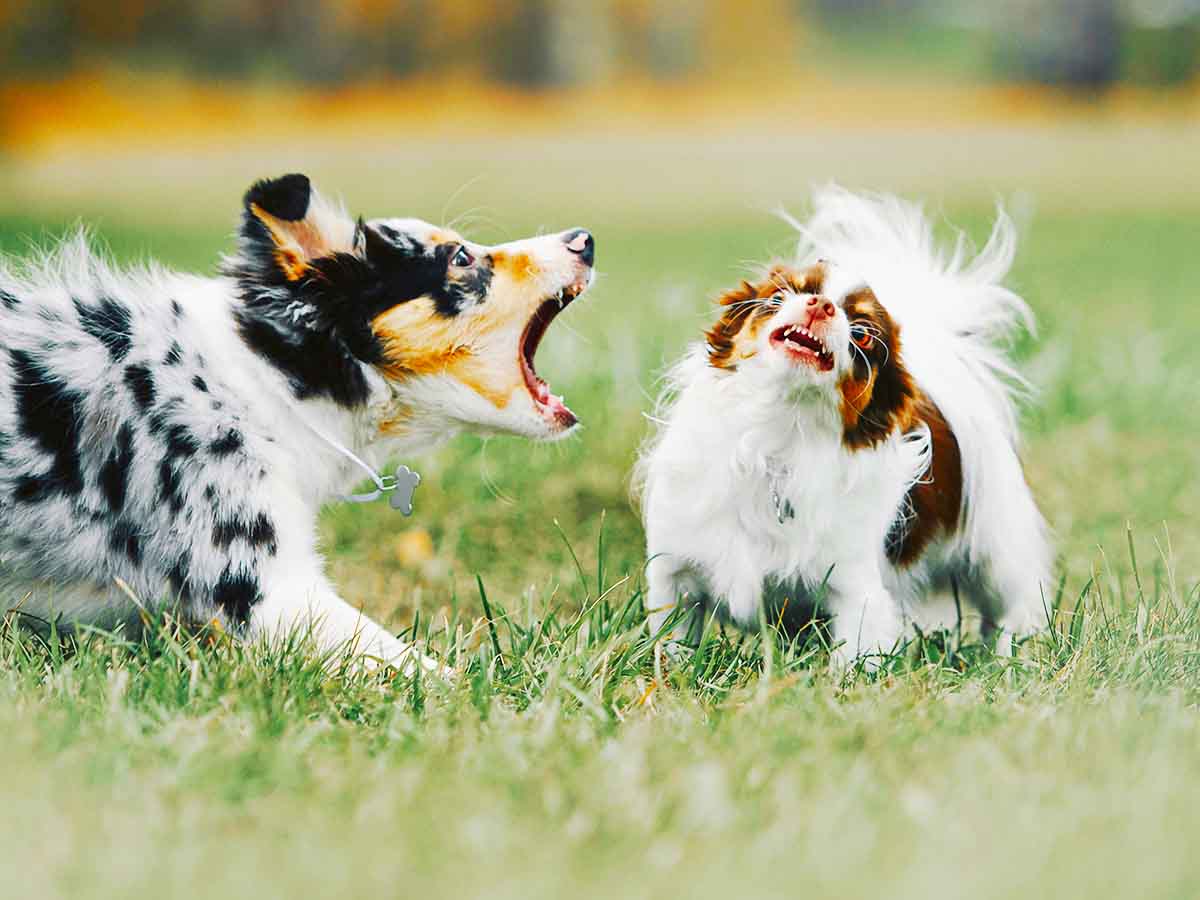 puppy always barking and how to stop it