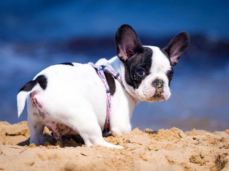 puppy getting enough exercise
