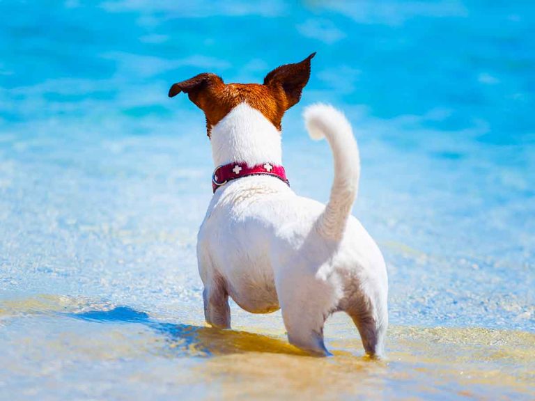 puppy swim in water