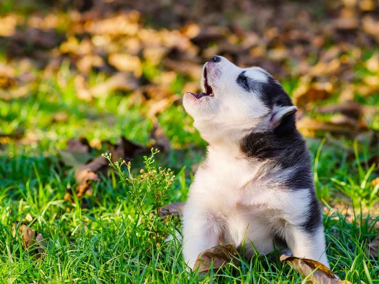 why puppy whines cries or yelps
