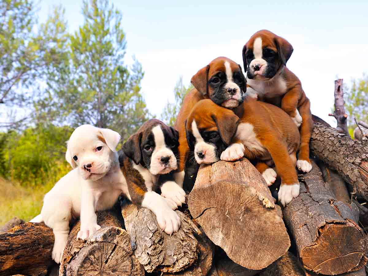 adopt a puppy