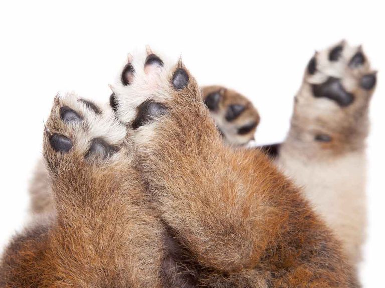 puppies bite and chew paws