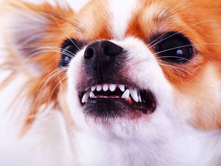 6 Reasons Your Puppy’s Aggressive at Night (& How to Calm It)