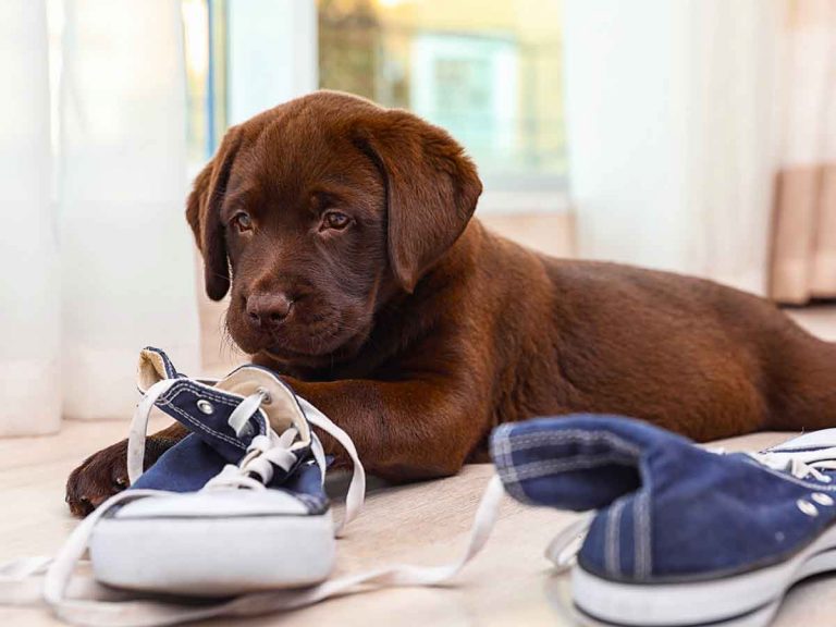 puppy obsessed with shoes socks feet