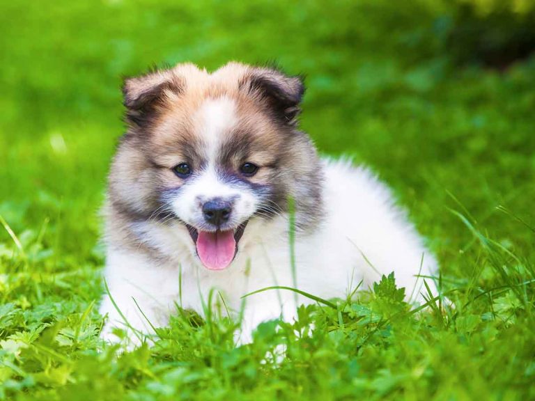 Puppy Rental & 10 Crucial Things to Know (+ How-To & Cost)