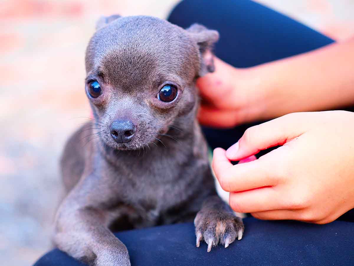 can puppies sense stress mood emotions