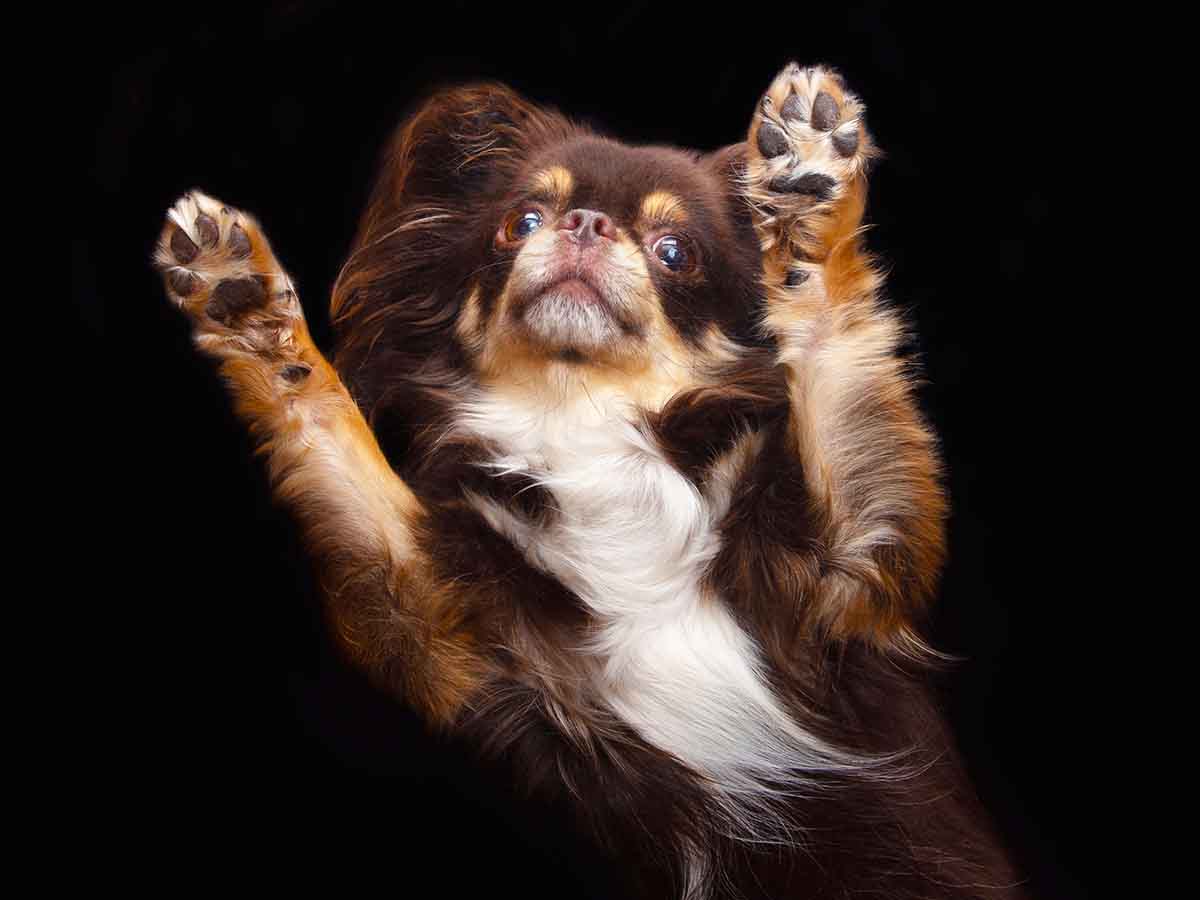 weird puppy behaviors
