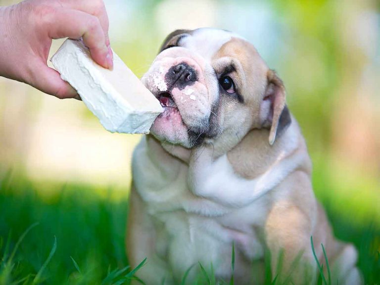 Icy Food & Drinks for Your Puppy? (5 Options incl. Ice Cubes)